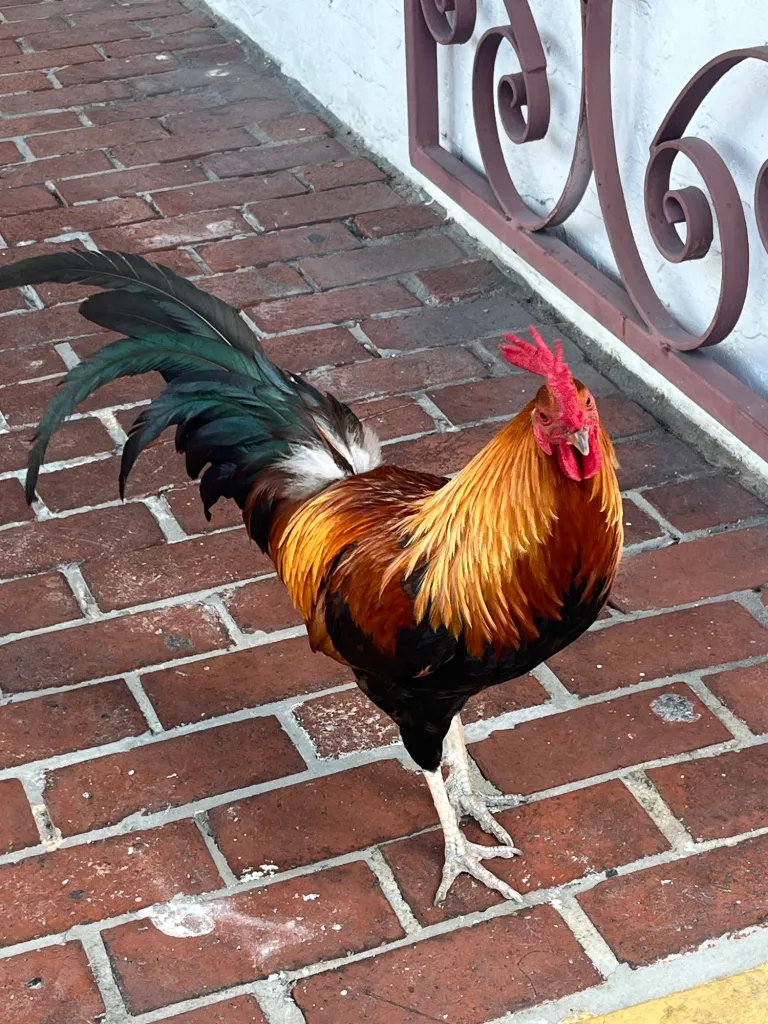 The History of Gypsy Chickens in Key West and Their Colorful Life Today